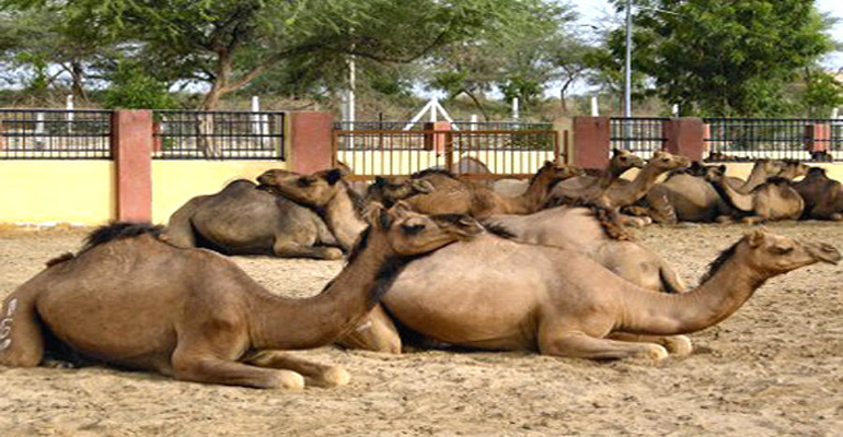 Bikanercamelbreedingfarm1large(R)7.jpg
