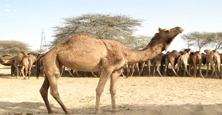 Bikanercamelbreedingfarm2large(R)7.jpg