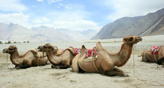 Camels-in-Nubra-Valley.jpg