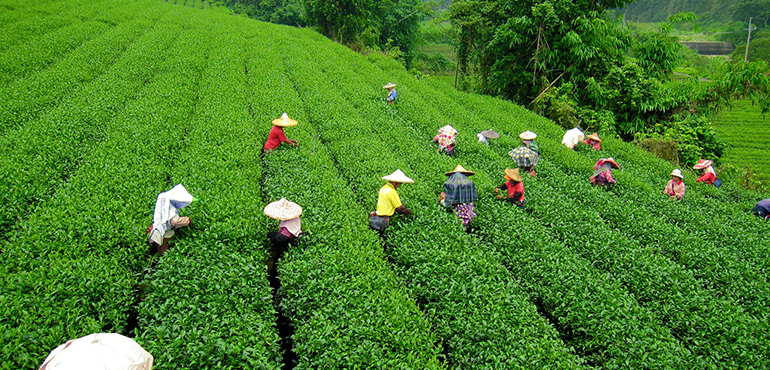 Darjeeling-India.jpg