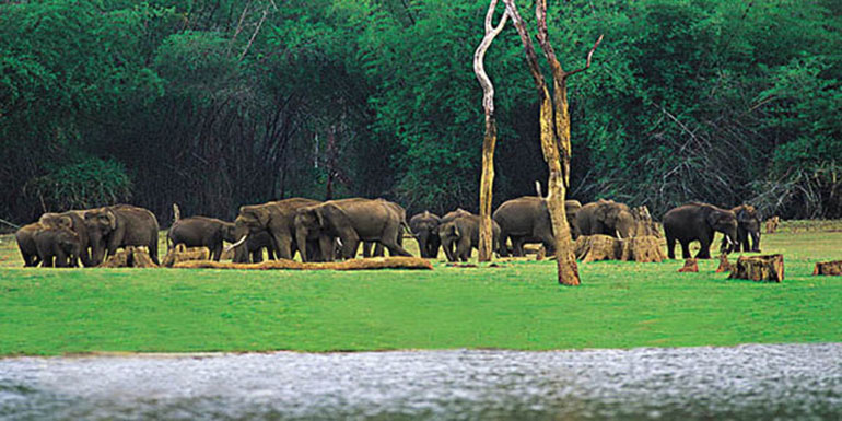 PeriyarwildlifeelephantsThekkadyLarge.jpg