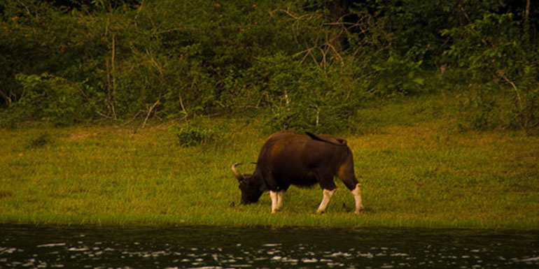 PeriyrarwildlifebisonLarge.jpg