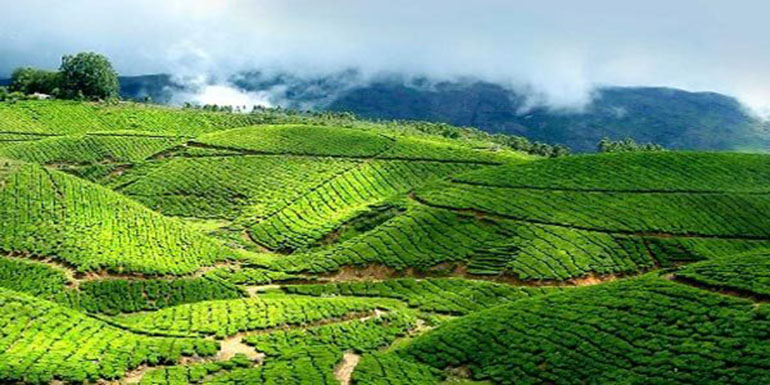 munnar1Large4.jpg