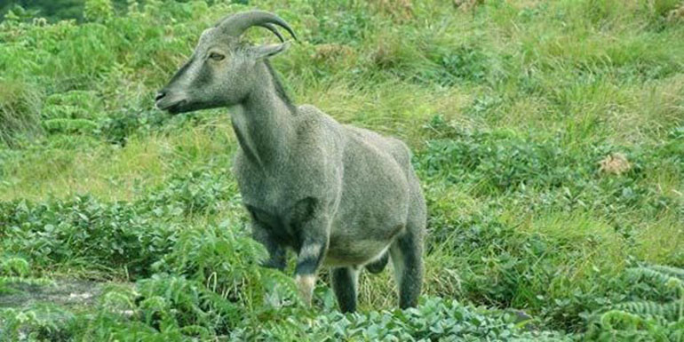 munnarNilgiriLarge4.jpg